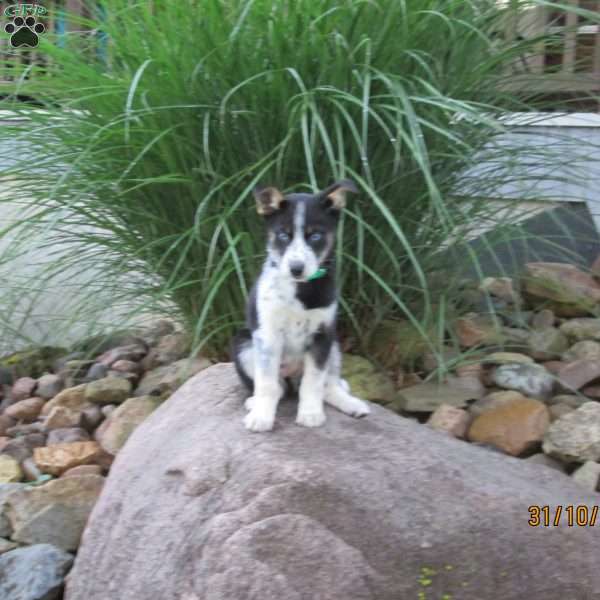 Reba, Siberian Husky Mix Puppy
